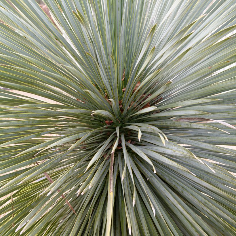 Yucca rostrata Sapphire Skies (Fogliame)