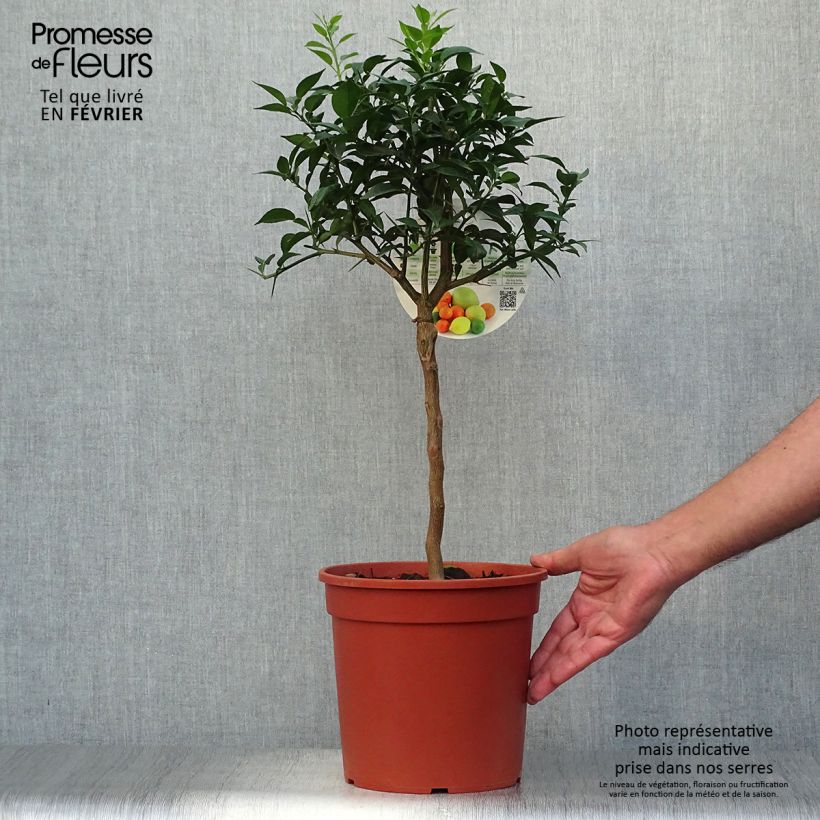 Esemplare di Citrus junos - Yuzu Vaso da 4L/5L, Vaso impalcato basso come consegnato in autunno
