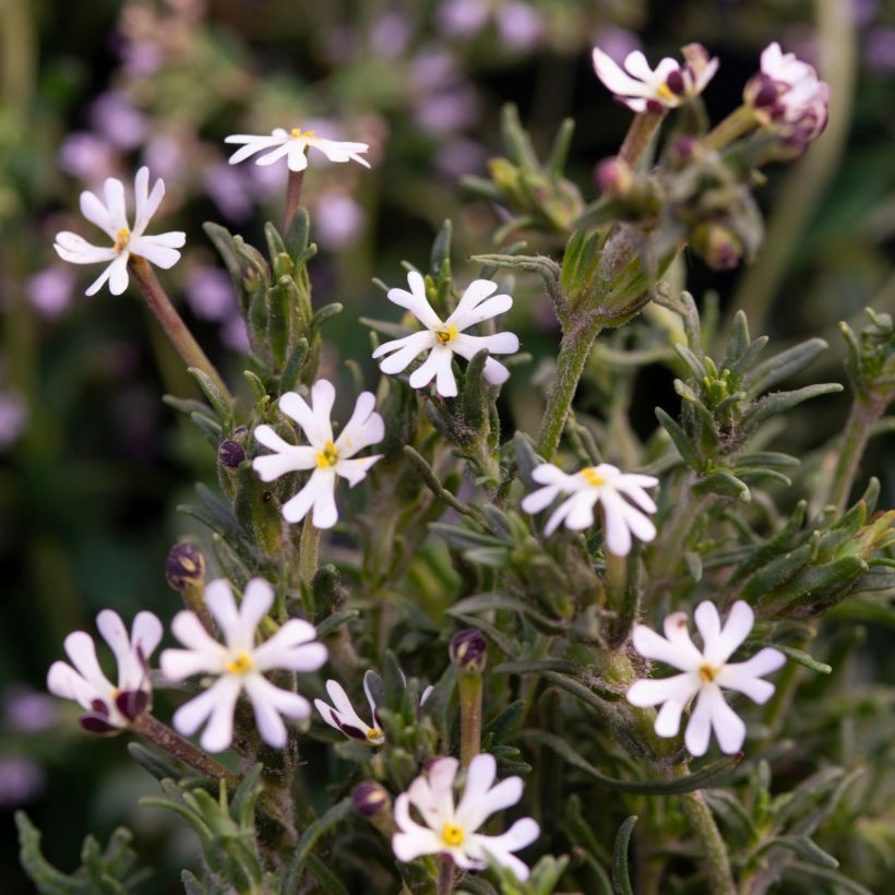 Zaluzianskya capensis (Fioritura)
