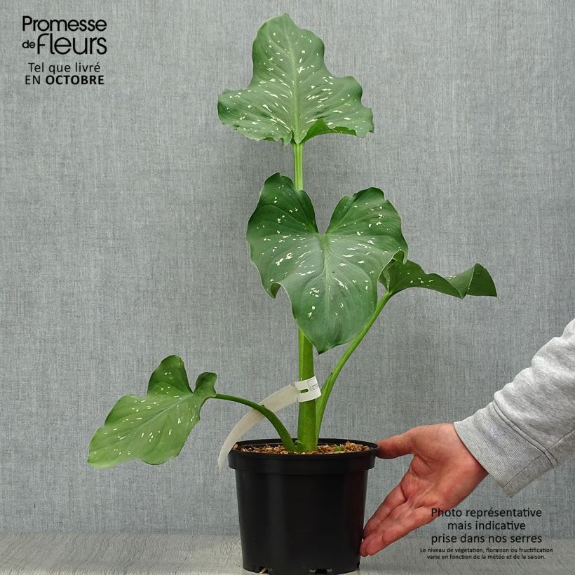 Esemplare di Zantedeschia aethiopica Himalaya - Calla Vaso da 2L/3L come consegnato in autunno