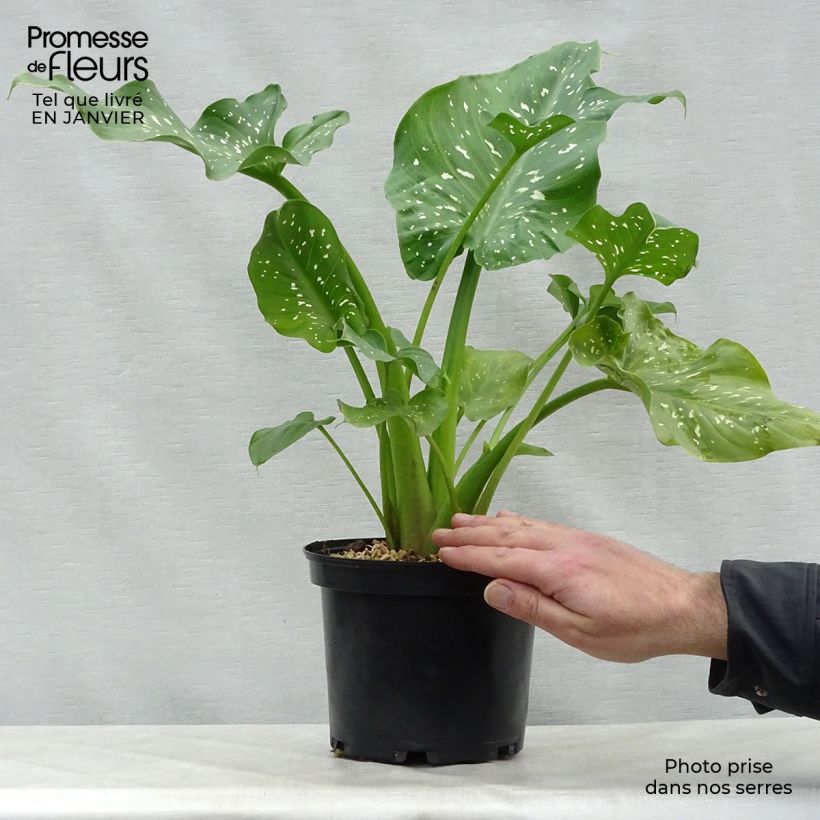 Zantedeschia aethiopica Himalaya - Calla Vaso da 2L/3L esemplare consegnato in inverno