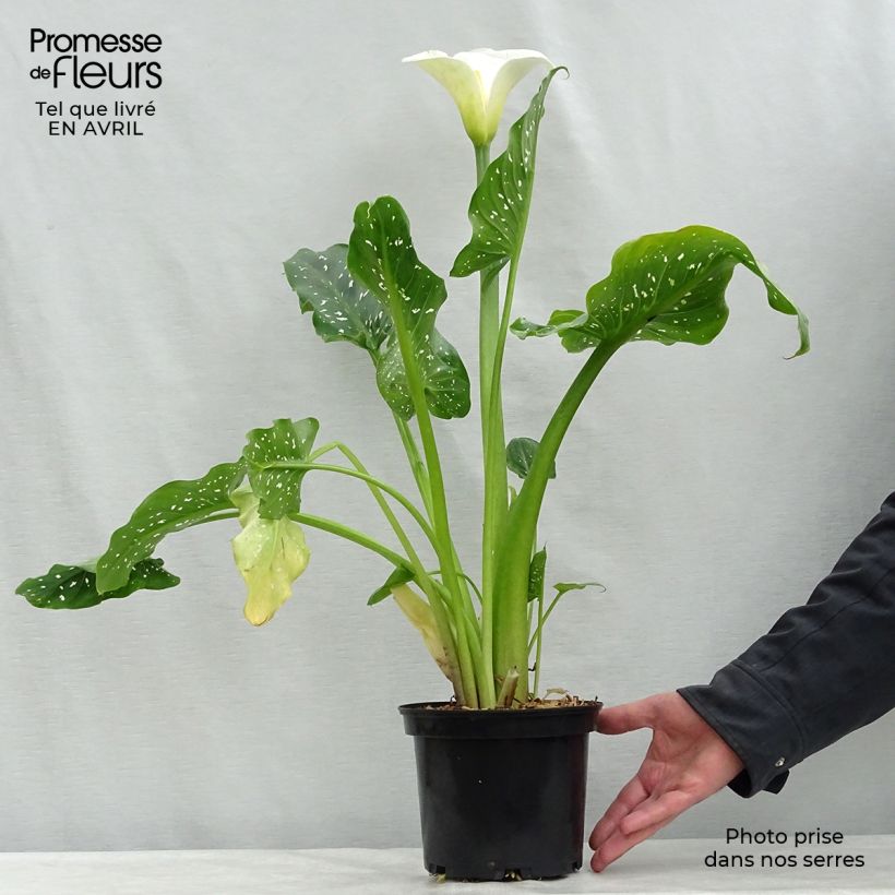Zantedeschia aethiopica Himalaya - Calla Vaso da 2L/3L esemplare consegnato in primavera
