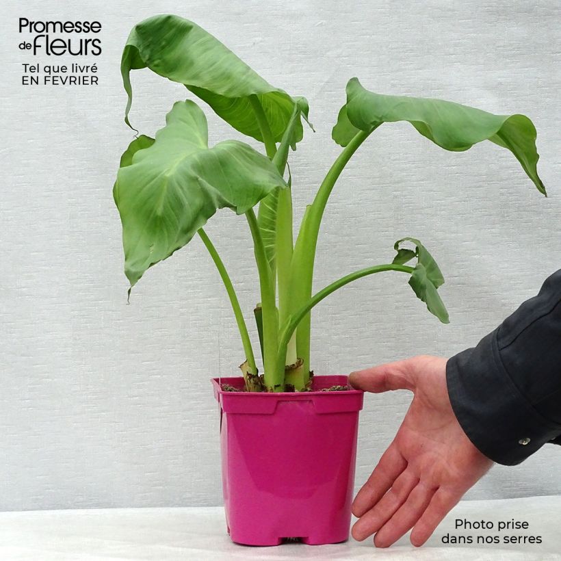 Zantedeschia aethiopica Pink Flamingo - Calla Vaso da 2L/3L esemplare consegnato in inverno