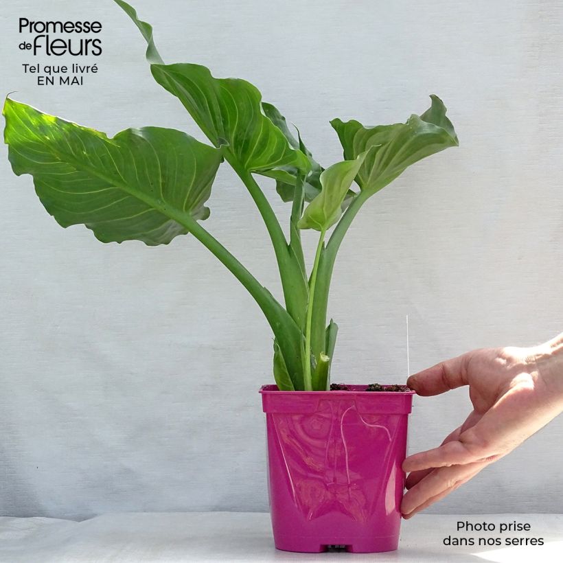 Zantedeschia aethiopica Pink Flamingo - Calla Vaso da 2L/3L esemplare consegnato in primavera