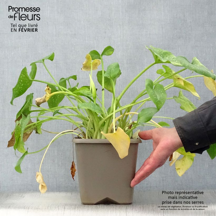 Zantedeschia aethiopica Prince Amaël - Calla Vaso da 2L/3L esemplare consegnato in inverno