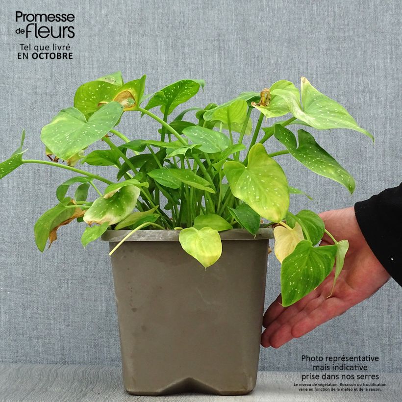 Esemplare di Zantedeschia aethiopica Prince Amaël - Calla Vaso da 2L/3L come consegnato in autunno