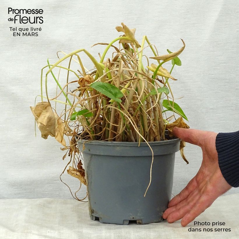 Zantedeschia aethiopica Prince Amaël - Calla Vaso da 2L/3L esemplare consegnato in primavera