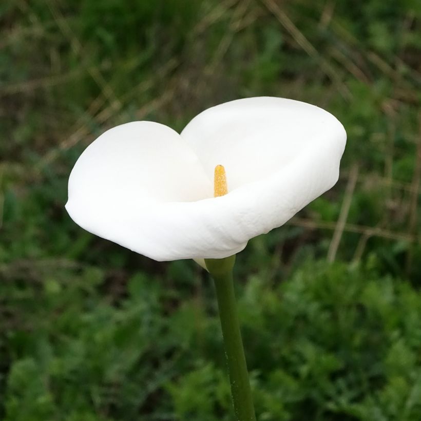 Zantedeschia aethiopica Himalaya - Calla (Fioritura)