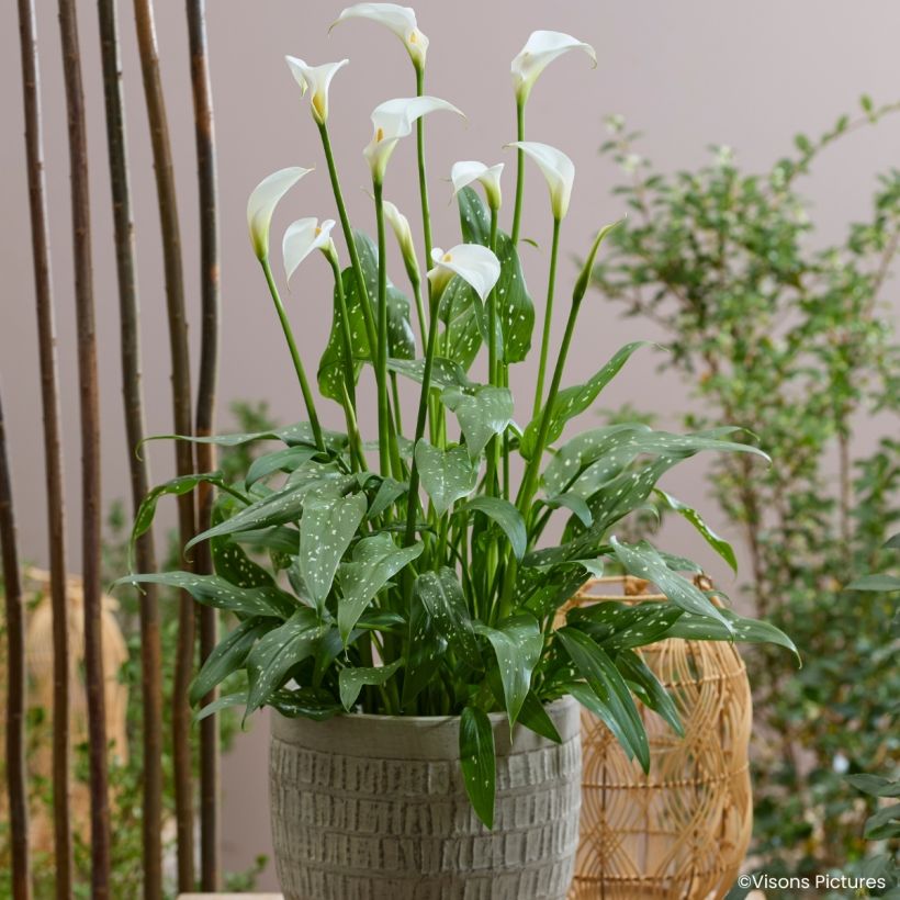 Zantedeschia aethiopica Scented Lady - Calla (Porto)
