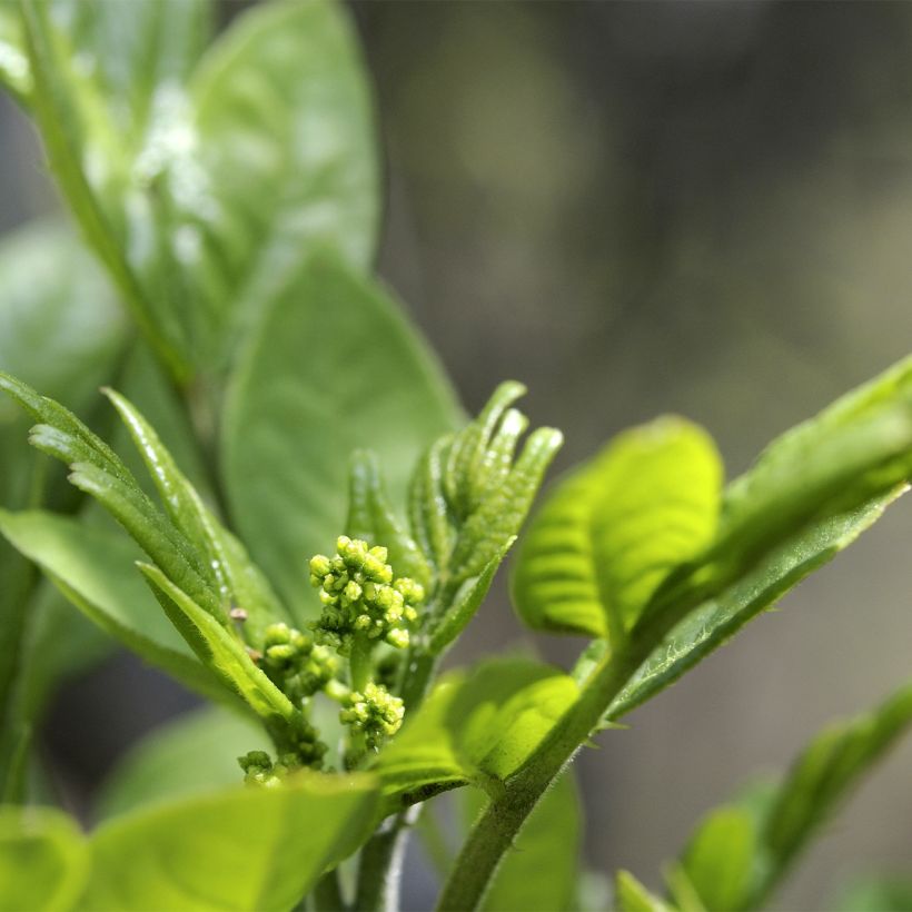 Zanthoxylum coreanum - Pepe coreano (Fioritura)