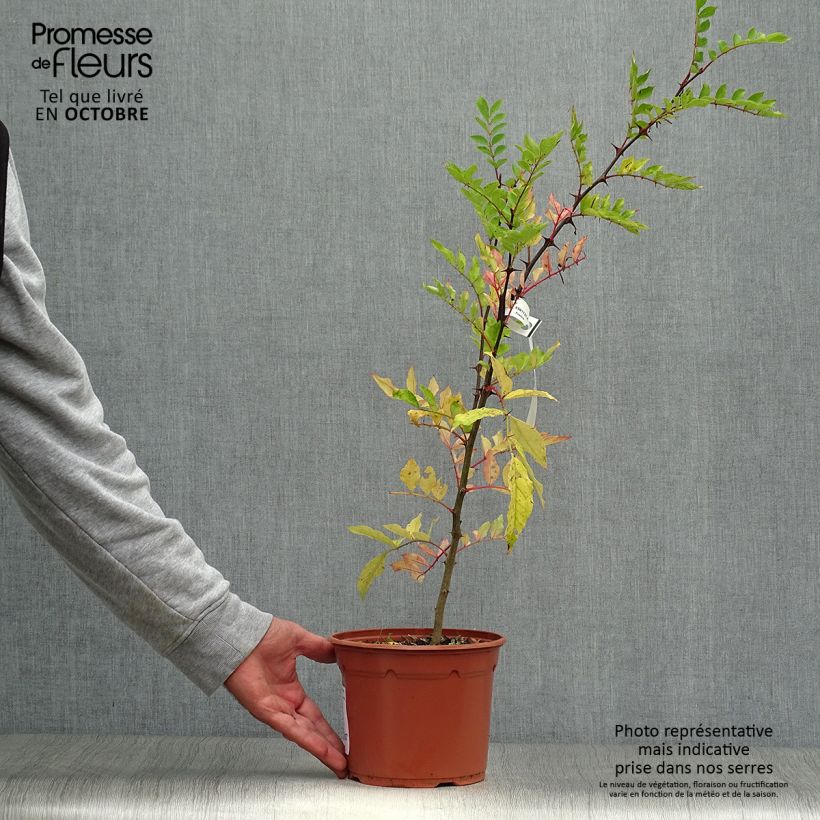 Esemplare di Zanthoxylum piperitum - Pepe di Sichuan Vaso da 2L/3L come consegnato in autunno