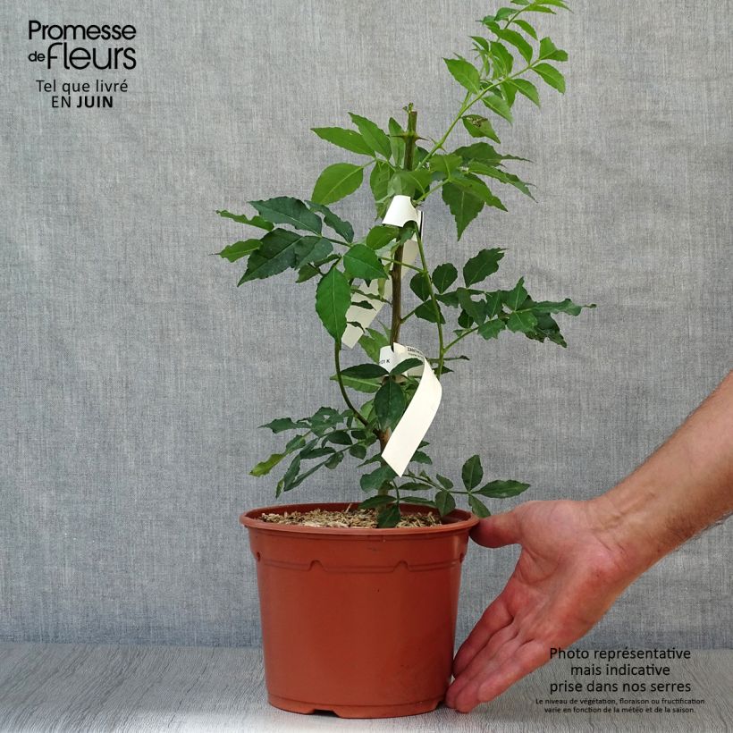 Esemplare di Zanthoxylum piperitum - Pepe di Sichuan Vaso da 2L/3L consegnato in estate