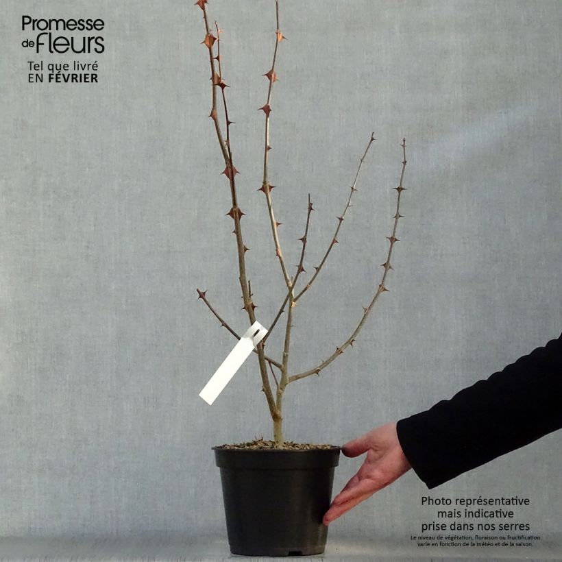 Zanthoxylum simulans - Pepe del Sichuan Vaso da 2L/3L esemplare consegnato in inverno