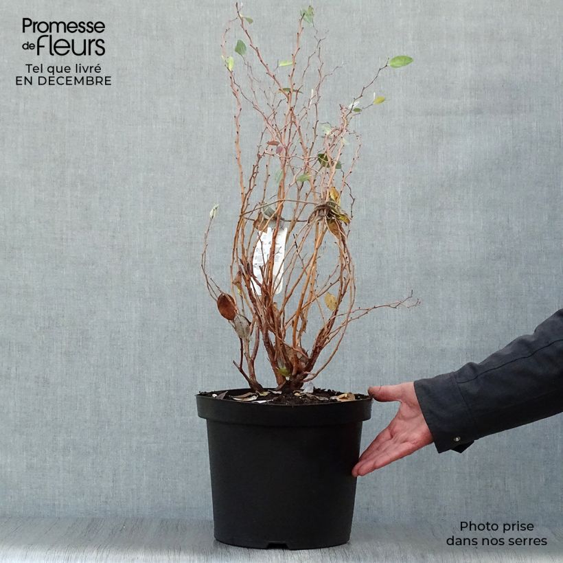 Zenobia pulverulenta Blue Sky Vaso da 7,5L/10L esemplare consegnato in inverno