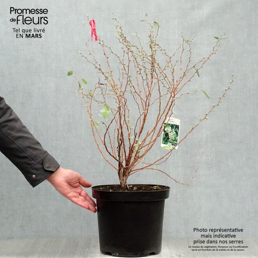 Zenobia pulverulenta Blue Sky Vaso da 7,5L/10L esemplare consegnato in primavera