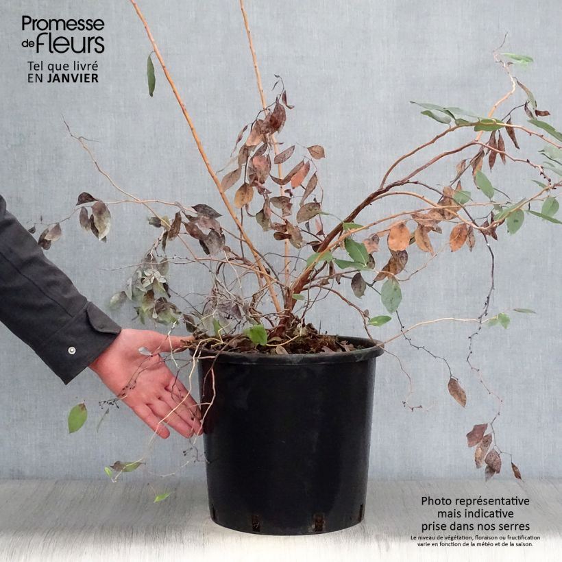 Zenobia pulverulenta Blue Sky Vaso da 12L/15L esemplare consegnato in inverno