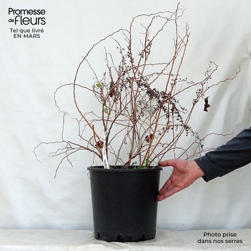 Zenobia pulverulenta Blue Sky Vaso da 12L/15L esemplare consegnato in primavera