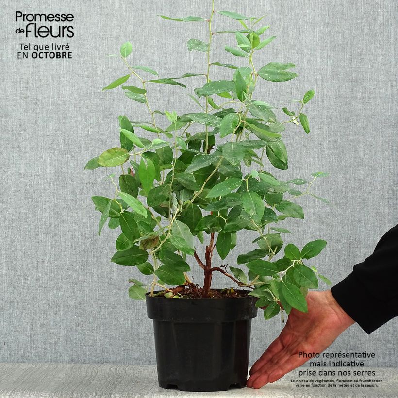 Esemplare di Zenobia pulverulenta Blue Sky Vaso da 3L/4L come consegnato in autunno