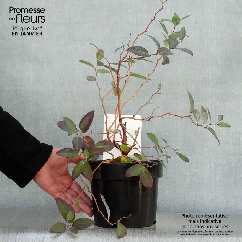 Zenobia pulverulenta Blue Sky Vaso da 3L/4L esemplare consegnato in inverno