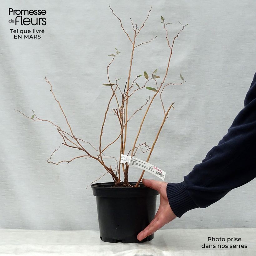 Zenobia pulverulenta Blue Sky Vaso da 3L/4L esemplare consegnato in primavera