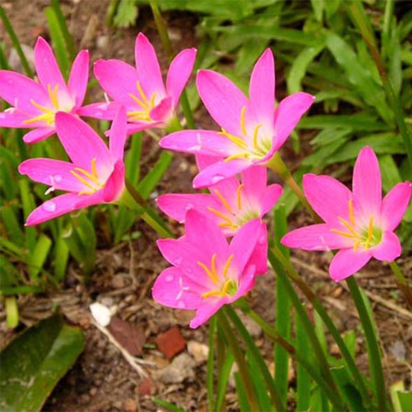 Zephyrantes rosea - Giglio della pioggia (Fioritura)