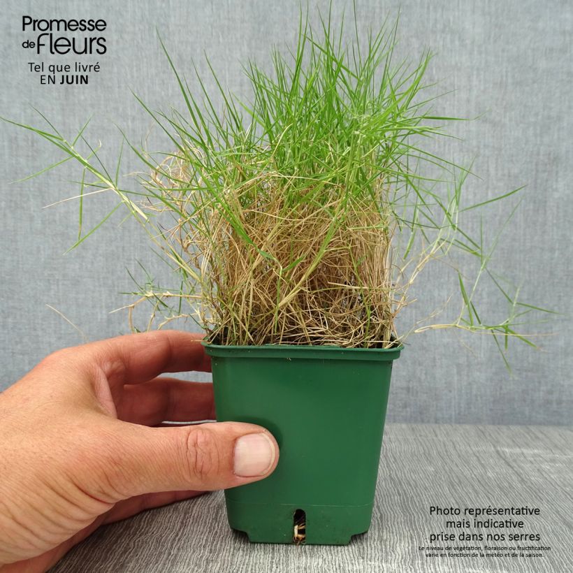 Esemplare di Zoysia tenuifolia Vasetto da 8/9 cm consegnato in estate