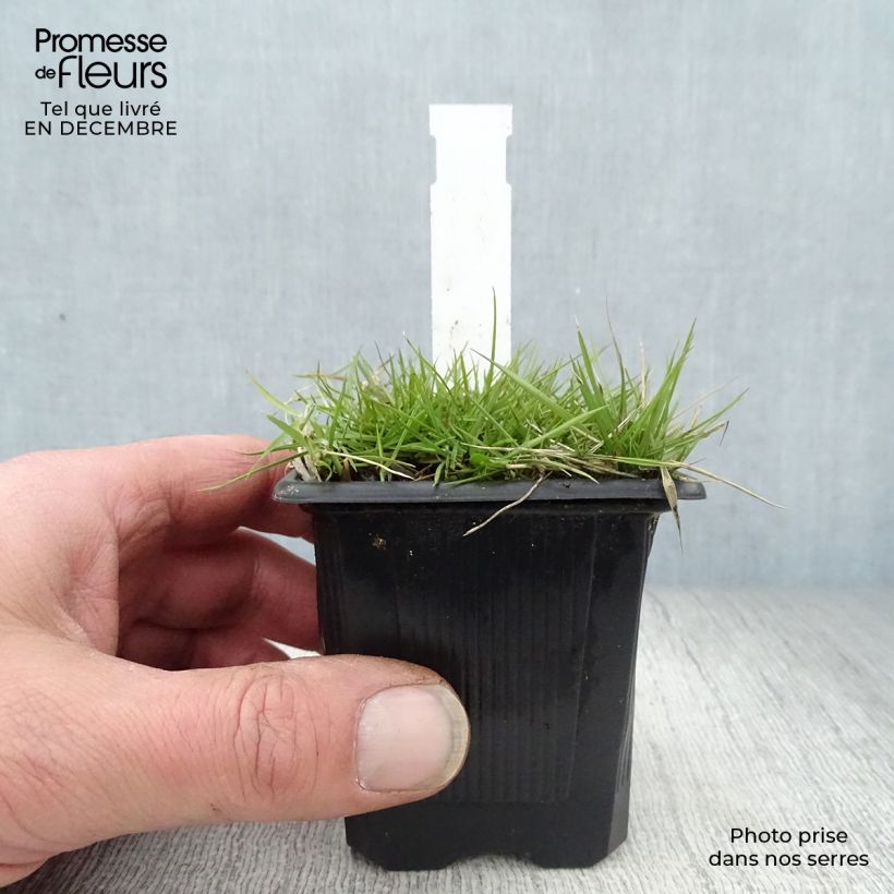 Zoysia tenuifolia Vasetto da 8/9 cm esemplare consegnato in inverno