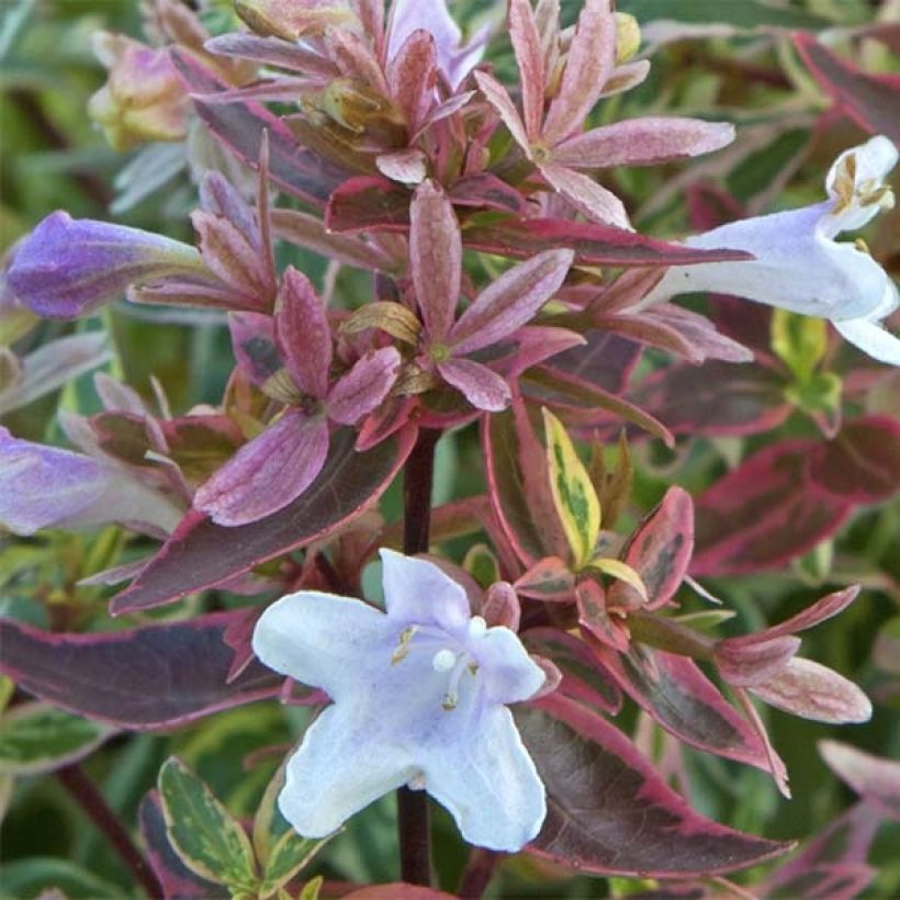 Abelia grandiflora Sparkling Silver (Fioritura)