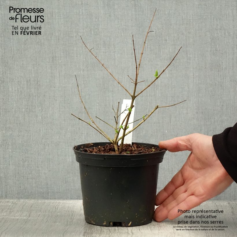 Abelia chinensis Vaso da 2L/3L esemplare consegnato in inverno