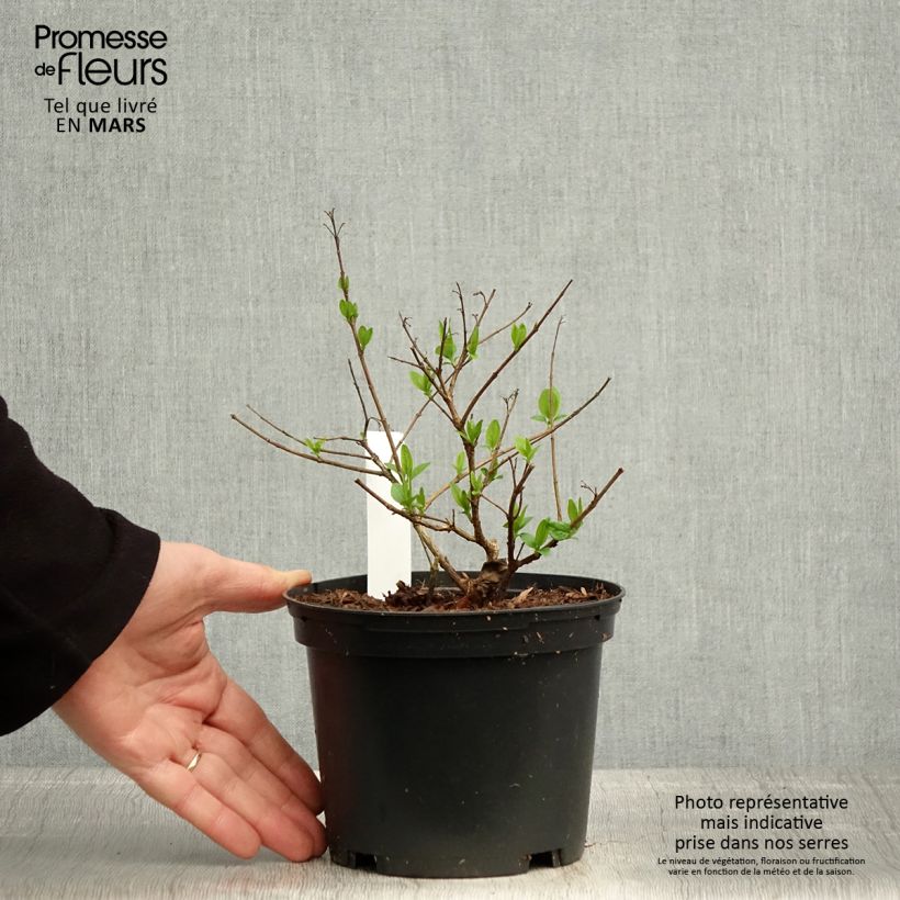 Abelia chinensis Vaso da 2L/3L esemplare consegnato in primavera