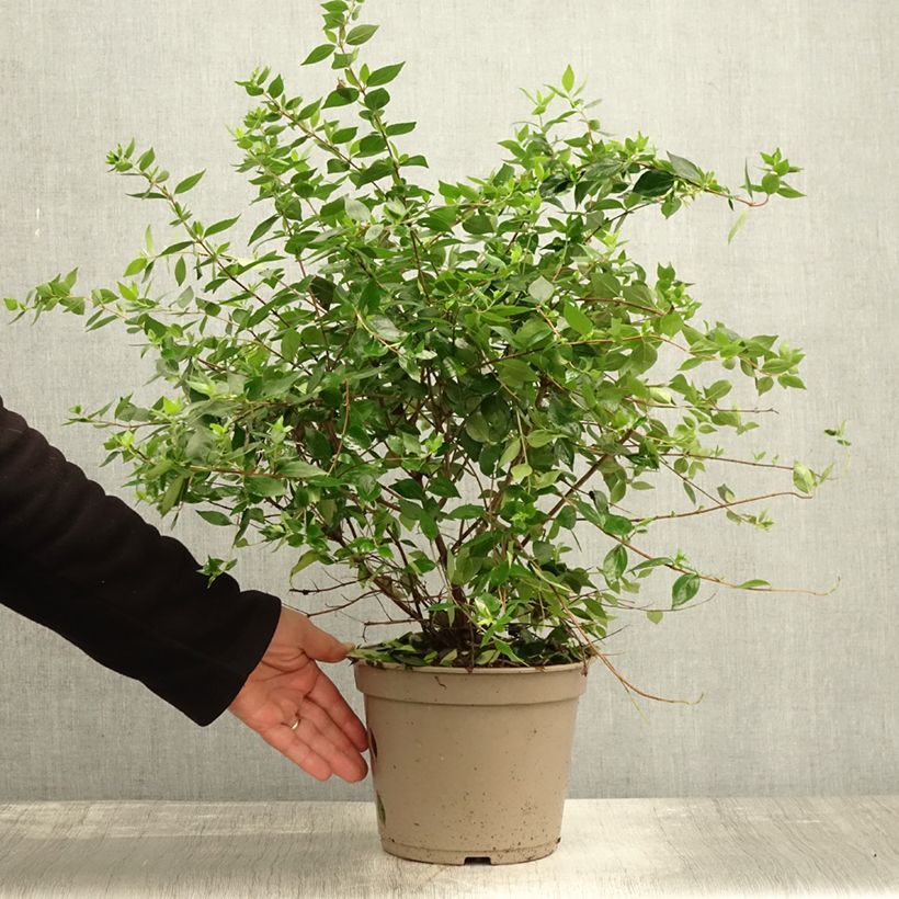 Esemplare di Abelia chinensis Autumn Festival Vaso da 4L/5L come consegnato in autunno