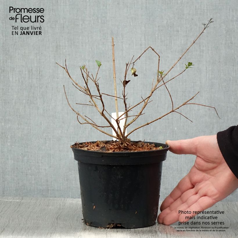Abelia chinensis Autumn Festival Vaso da 4L/5L esemplare consegnato in inverno