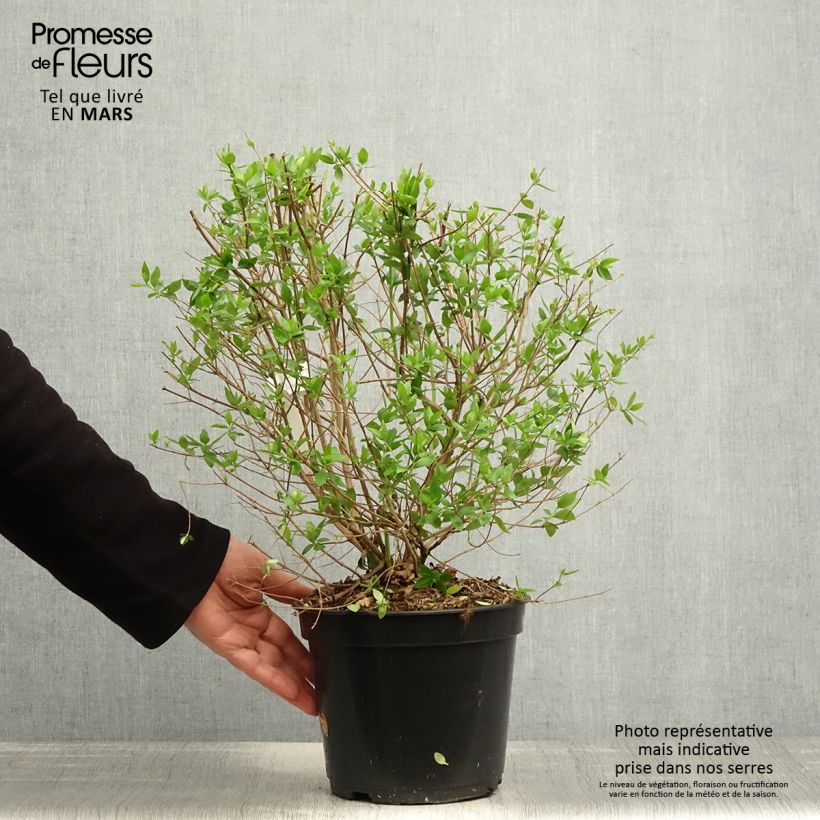 Abelia chinensis Autumn Festival Vaso da 4L/5L esemplare consegnato in primavera