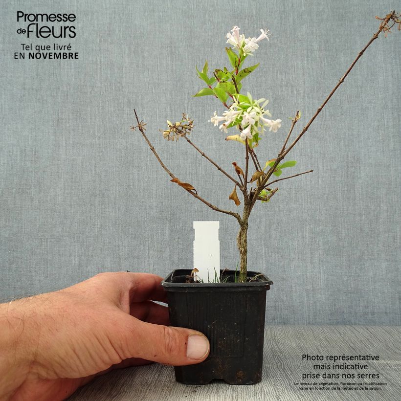 Esemplare di Abelia chinensis White Surprise Vasetto da 8/9 cm come consegnato in autunno