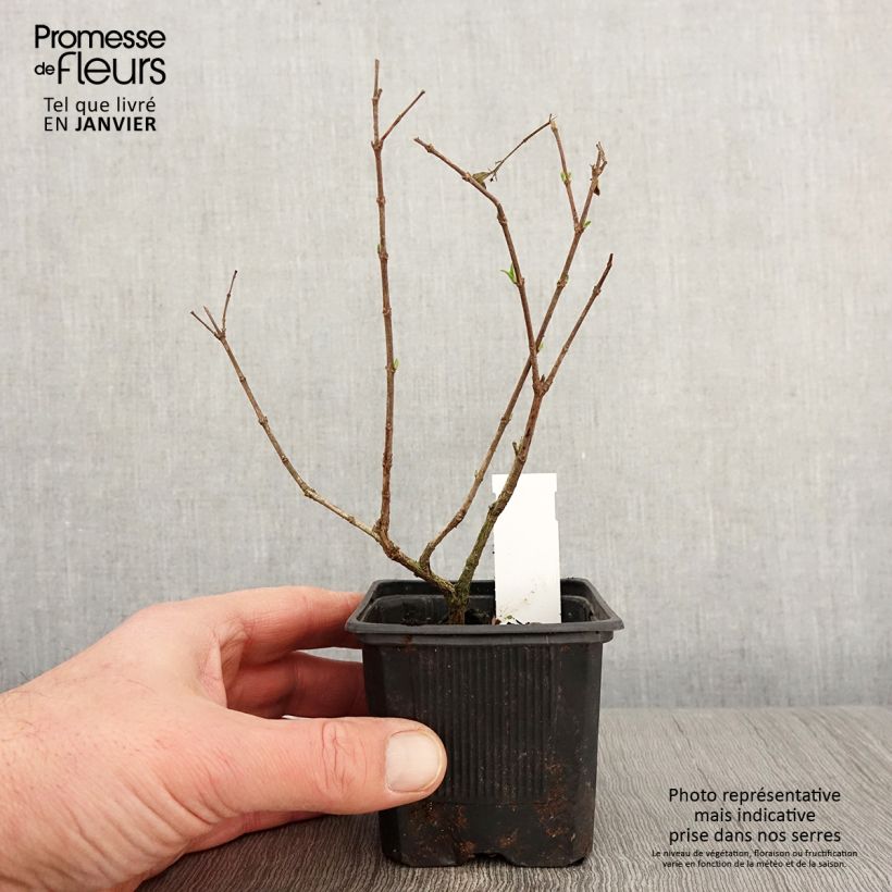 Abelia chinensis White Surprise Vasetto da 8/9 cm esemplare consegnato in inverno