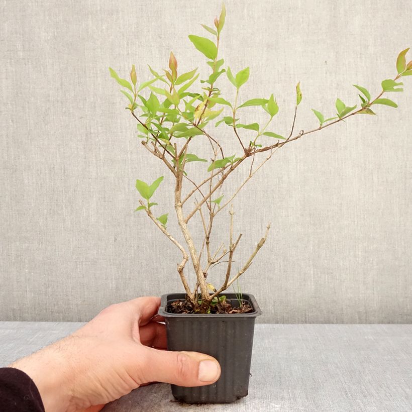 Abelia chinensis White Surprise Vasetto da 8/9 cm esemplare consegnato in primavera