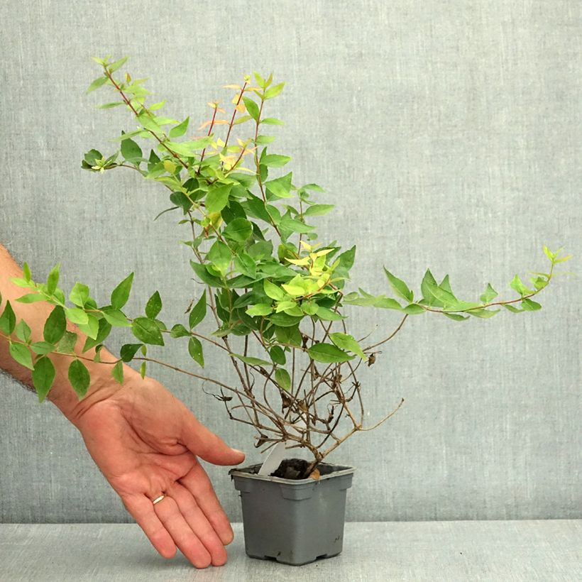 Esemplare di Abelia grandiflora Vasetto da 8/9 cm consegnato in estate