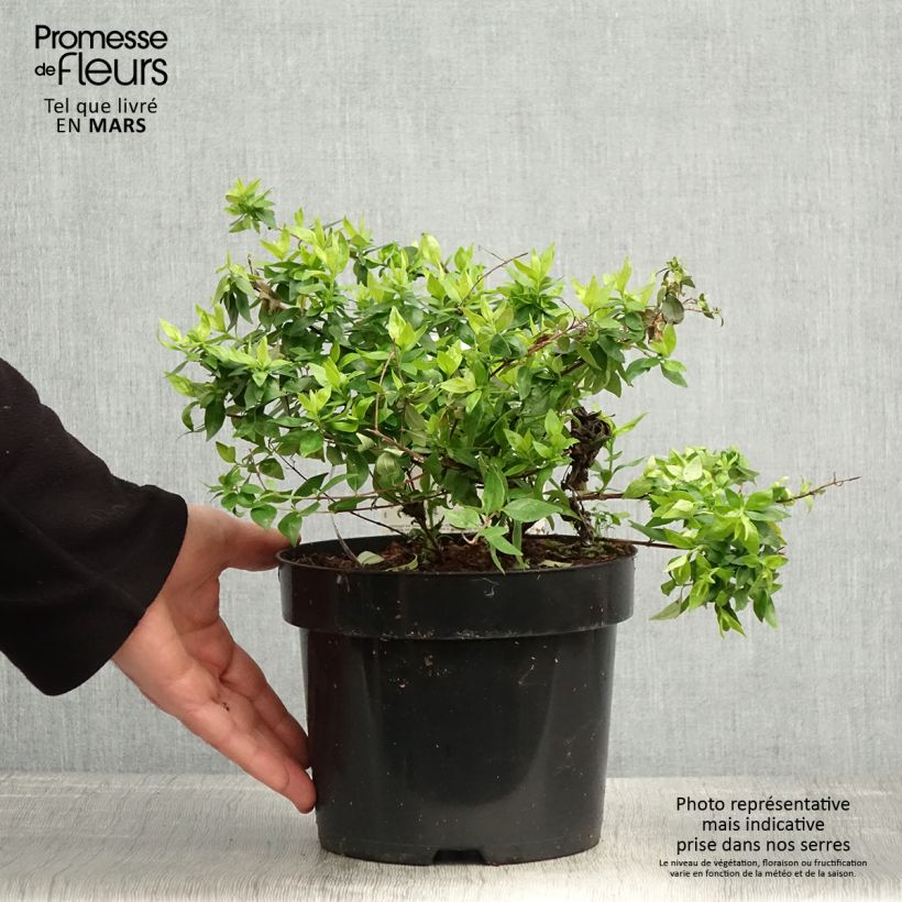 Abelia grandiflora Caramel Charm Vaso da 3L/4L esemplare consegnato in primavera