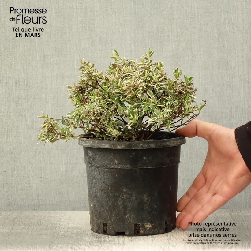 Abelia grandiflora Confetti Vaso da 1,5L/2L esemplare consegnato in primavera