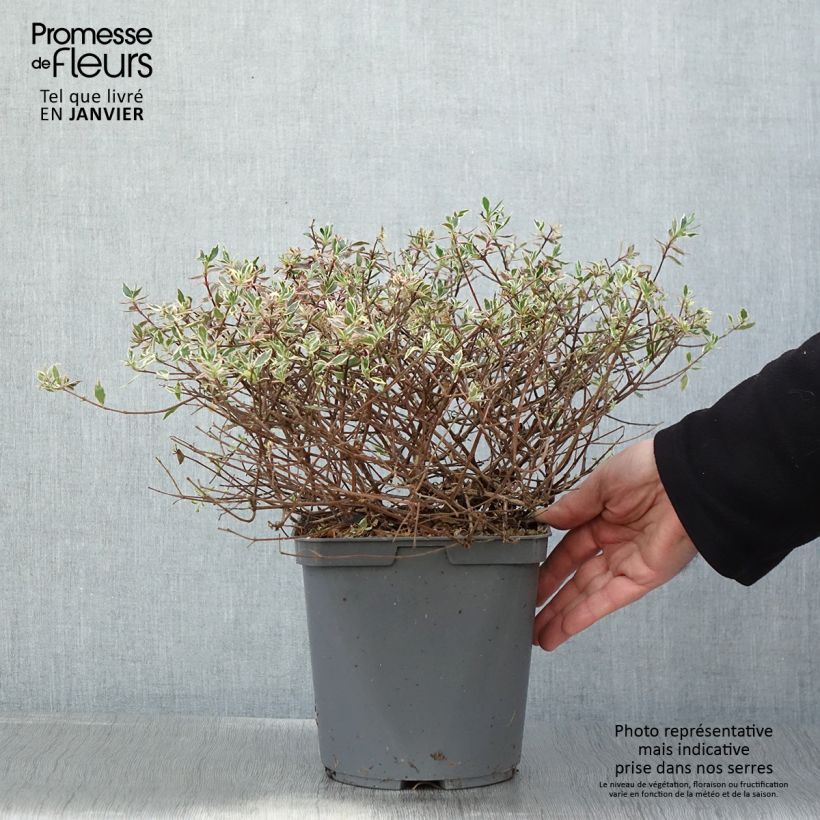 Abelia grandiflora Confetti Vaso da 3L/4L esemplare consegnato in inverno