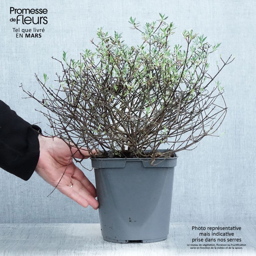 Abelia grandiflora Confetti Vaso da 3L/4L esemplare consegnato in primavera