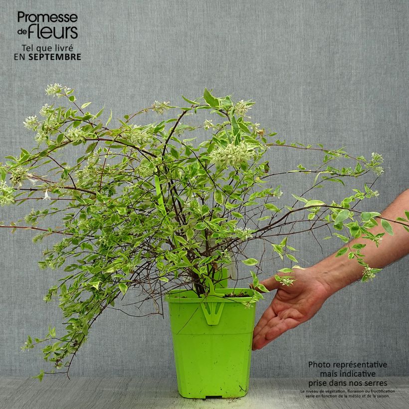 Esemplare di Abelia grandiflora Hopleys Vaso da 2L/3L come consegnato in autunno