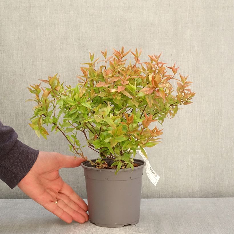 Abelia grandiflora Kaleidoscope Vaso da 1L/1,5L esemplare consegnato in primavera