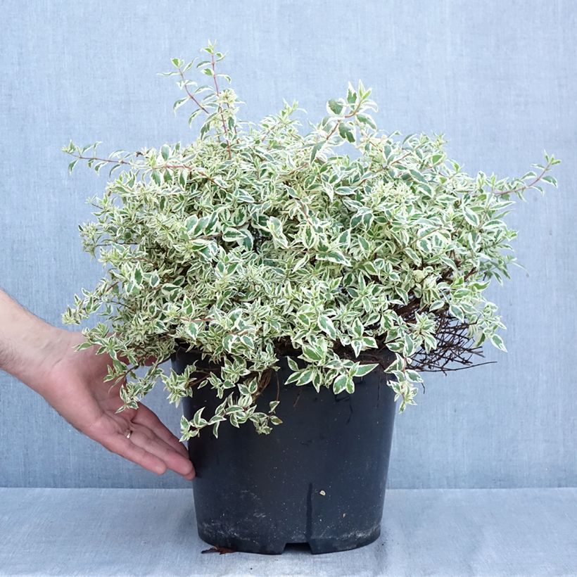 Esemplare di Abelia grandiflora Pink Lady Vaso da 7,5L/10L come consegnato in autunno