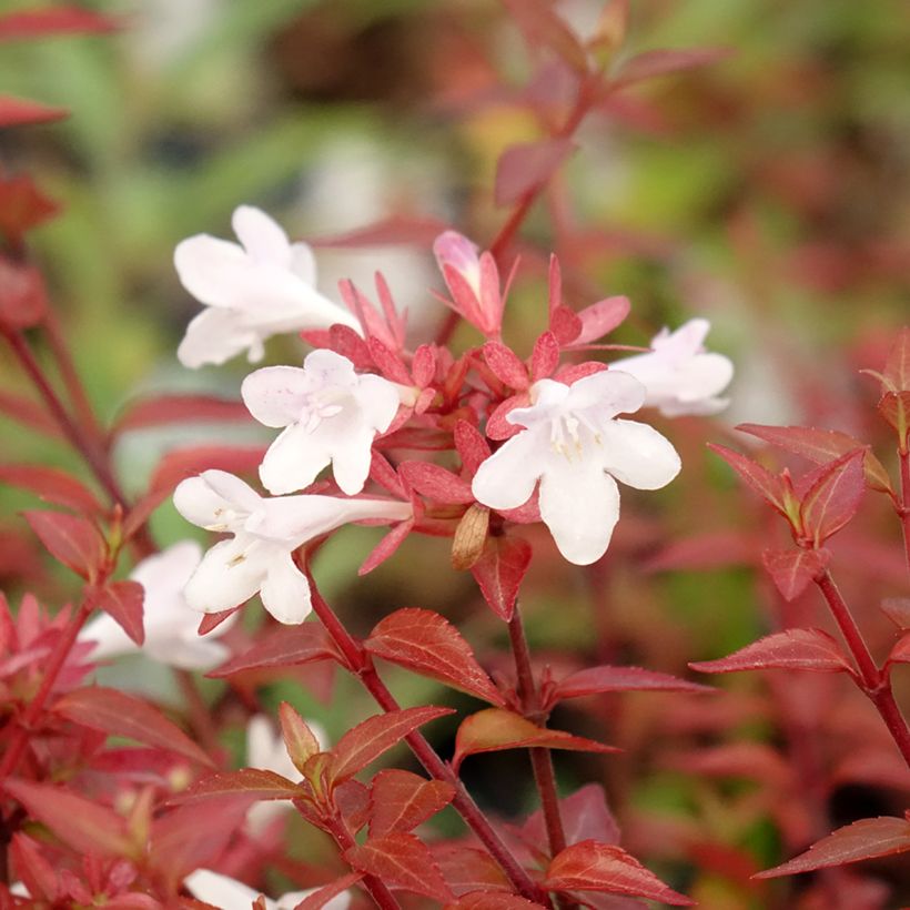 Abelia grandiflora Pisto (Fioritura)