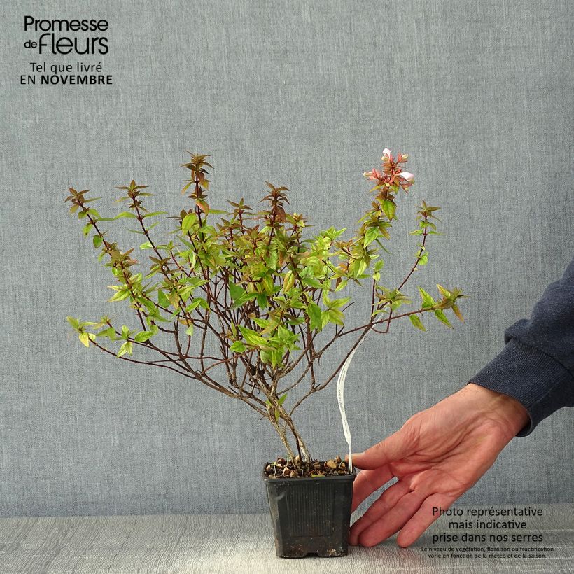 Esemplare di Abelia grandiflora Pisto Vasetto da 8/9 cm come consegnato in autunno