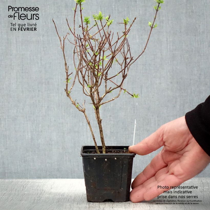 Abelia grandiflora Pisto Vasetto da 8/9 cm esemplare consegnato in inverno