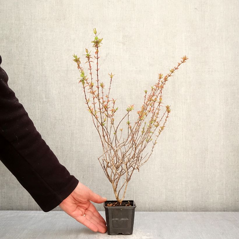 Abelia grandiflora Pisto Vasetto da 8/9 cm esemplare consegnato in primavera