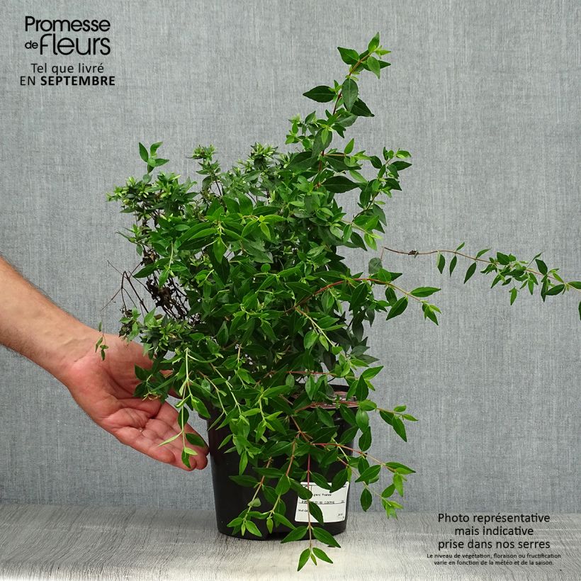 Esemplare di Abelia grandiflora Prostrata Vaso da 2L/3L come consegnato in autunno