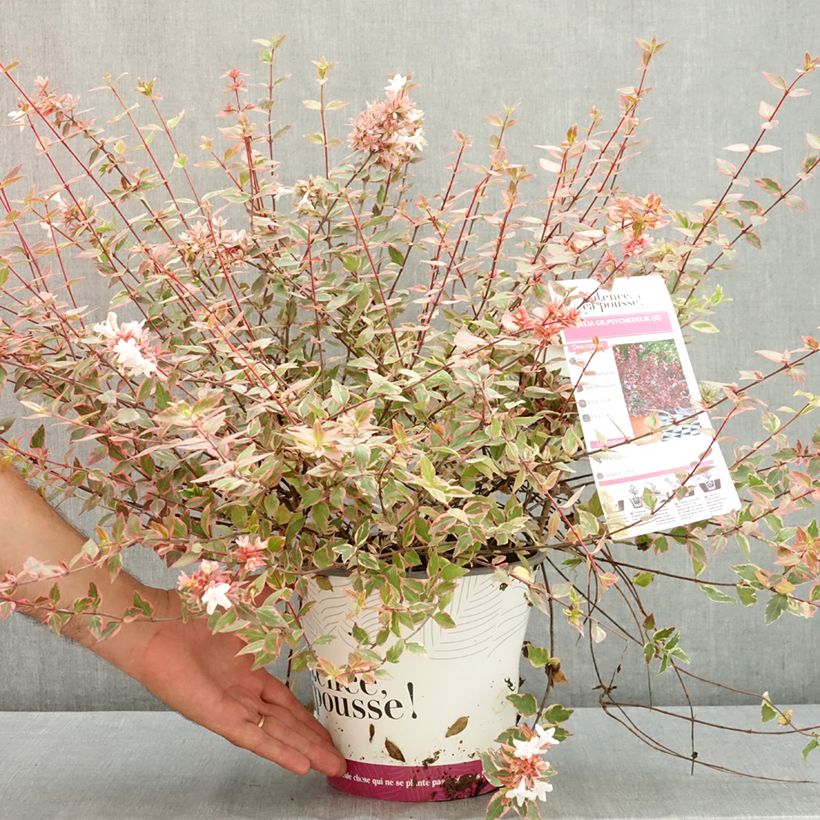 Esemplare di Abelia grandiflora Psykedelik Vaso da 4L/5L consegnato in estate